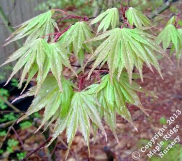 Acer palmatum 'Tsukubane' - mapleridgenursery